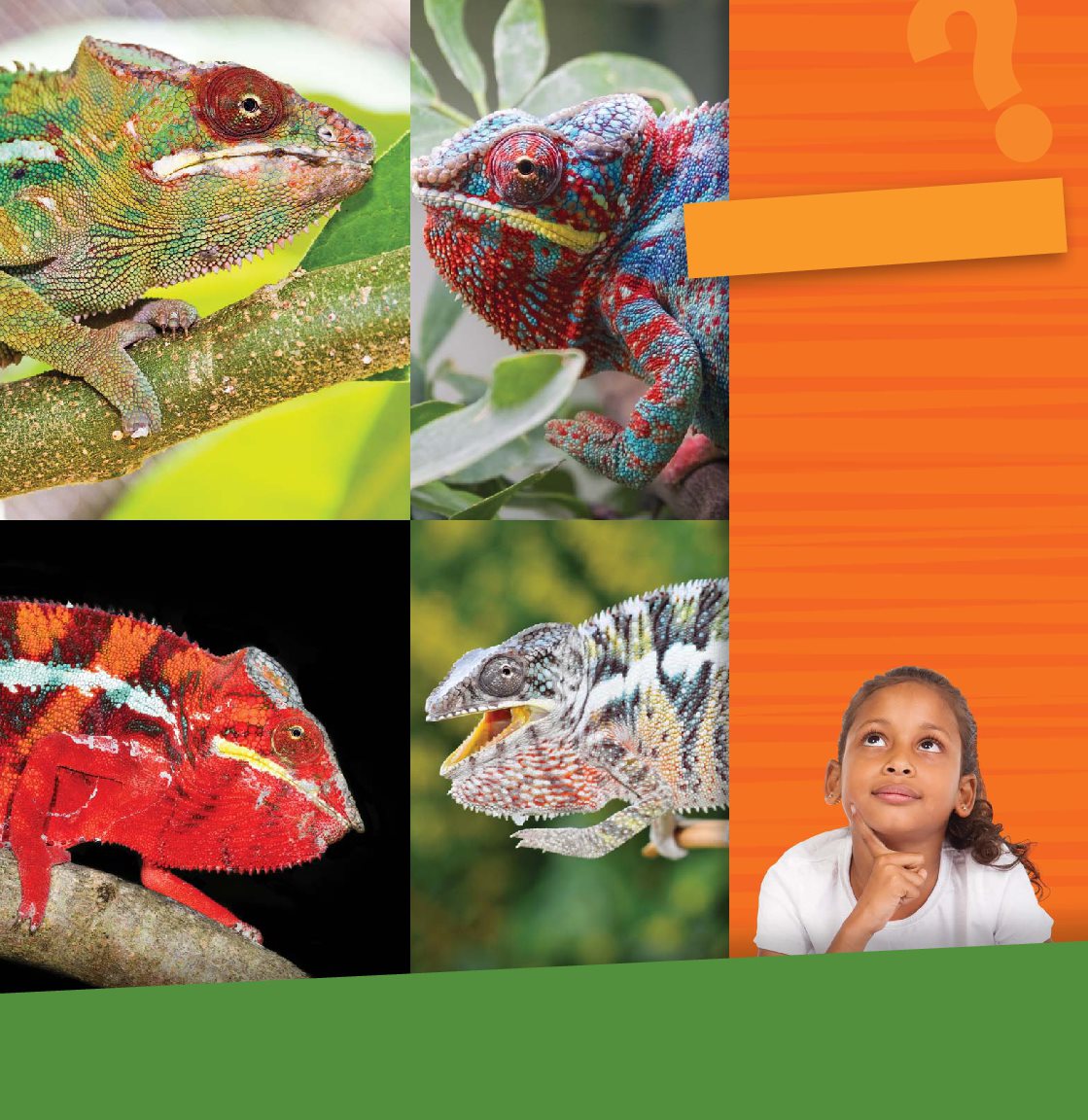 Look Look at these pictures of different chameleons What colors do - photo 11