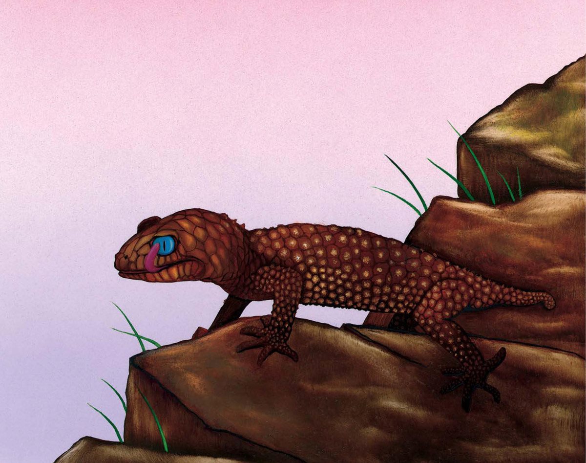 K k K is for Knob-tailed Gecko This reptile never blinks because it cannot - photo 17