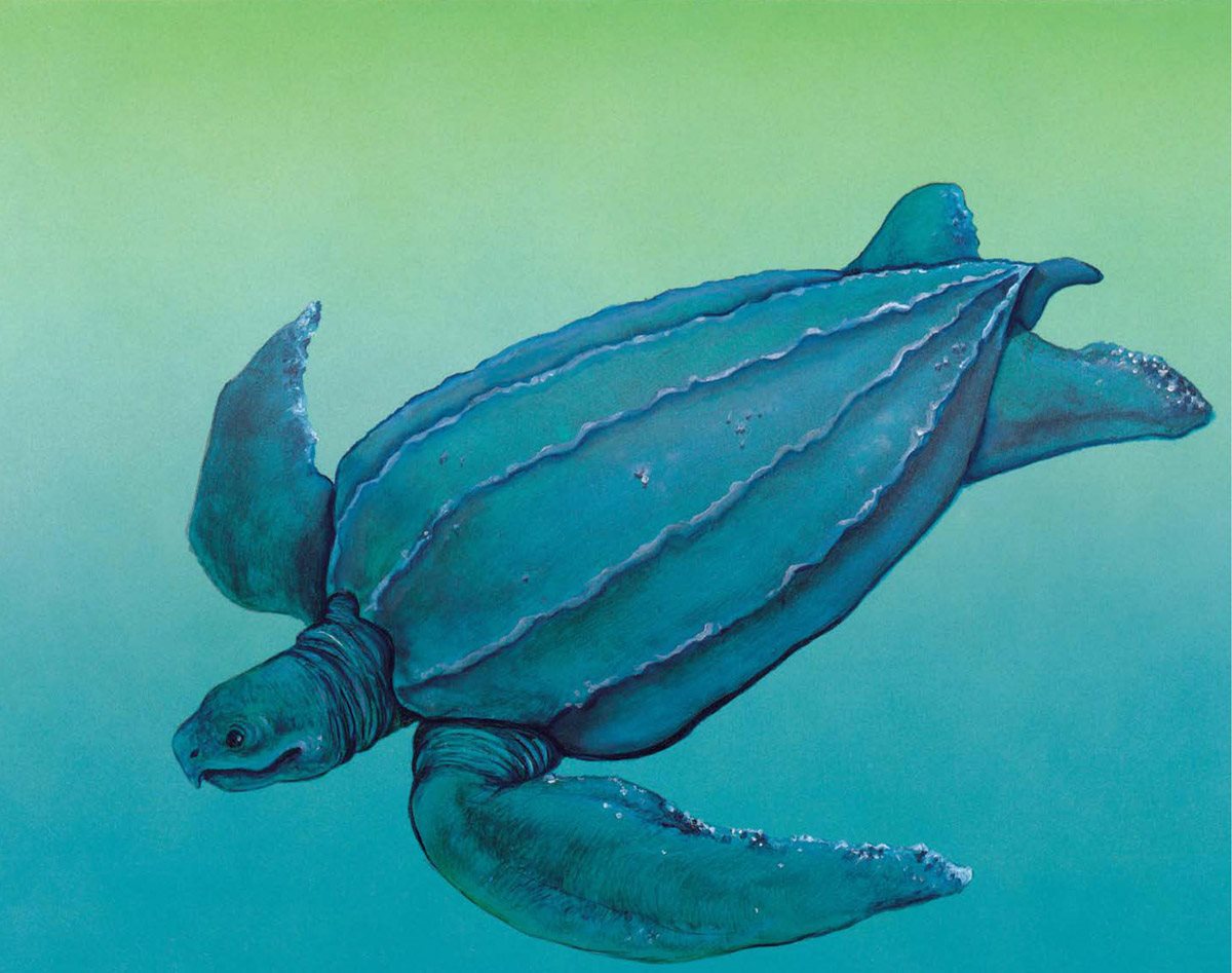 L l L is for Leatherback Turtle This ocean turtle is the largest of all - photo 19