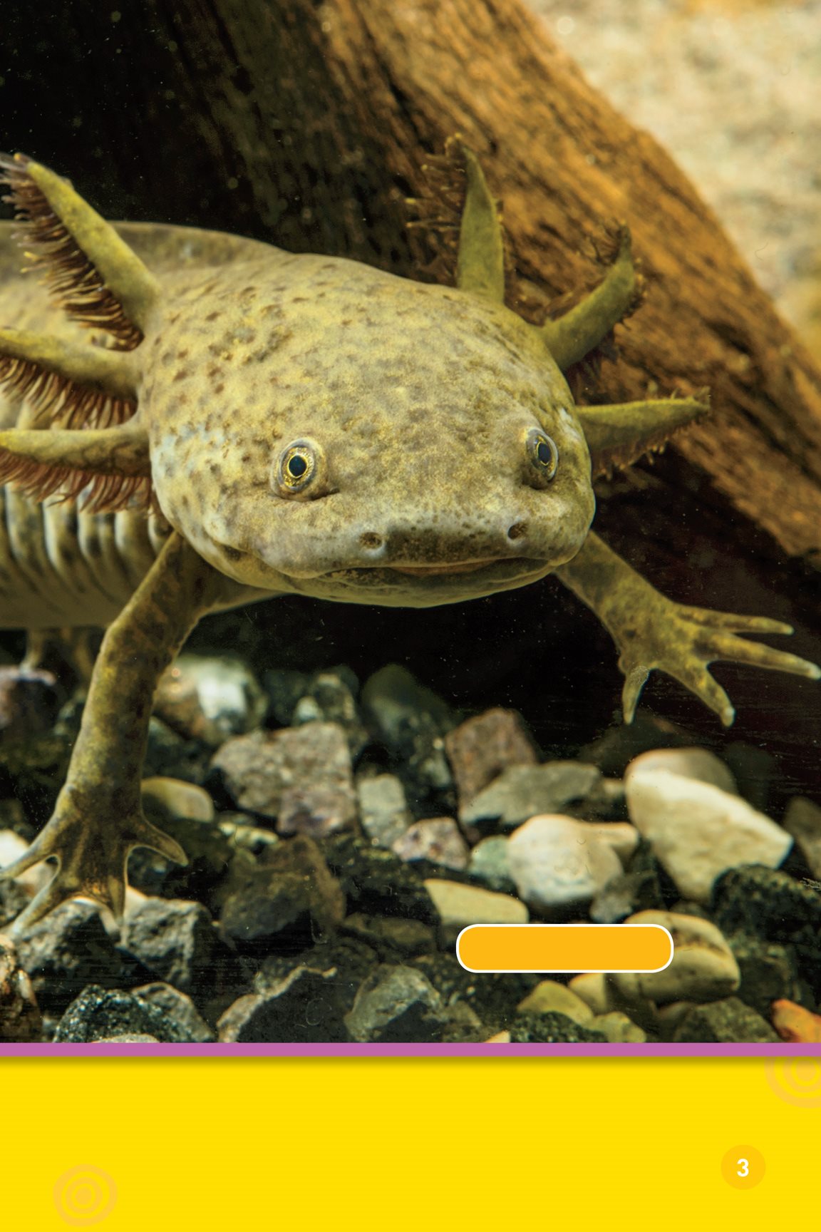 Mexican axolotl Animals may look odd But odd can be good These - photo 5