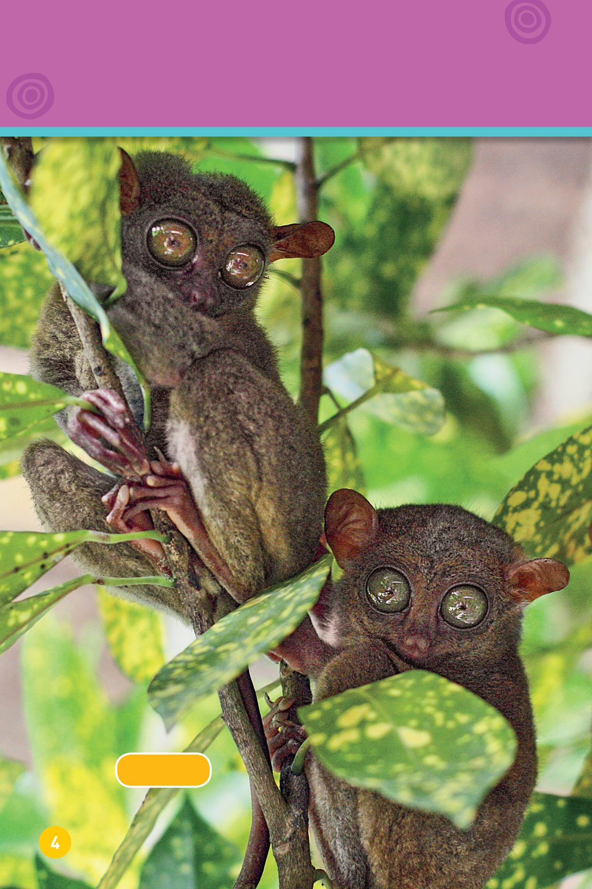 These animals have odd eyes tarsiers barking owl Big eyes help them see - photo 6