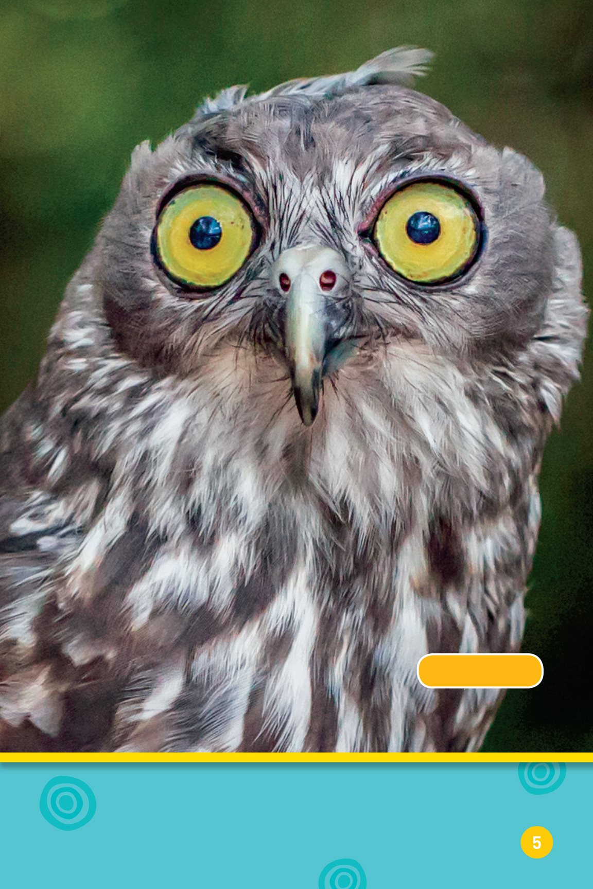 barking owl Big eyes help them see This animal has an odd nose saiga - photo 7