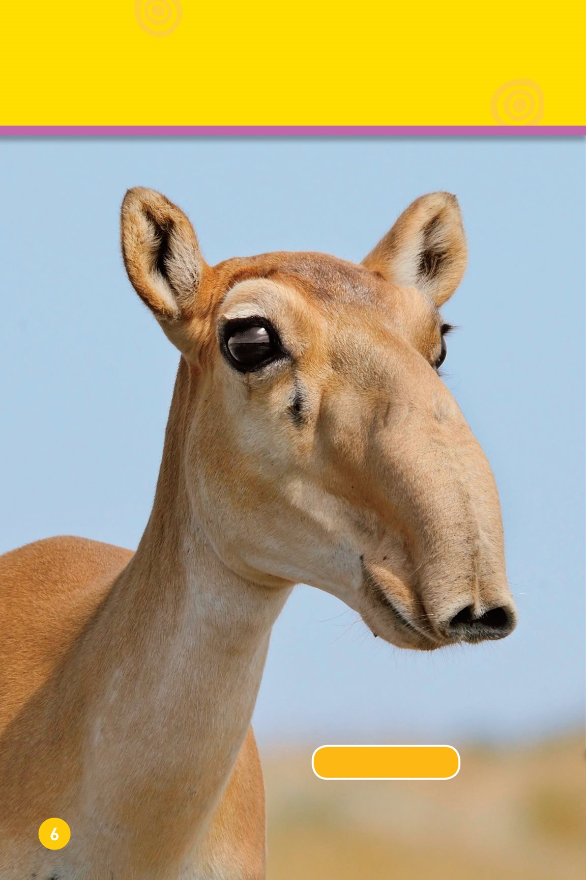 This animal has an odd nose saiga antelope It helps the animal breathe - photo 8