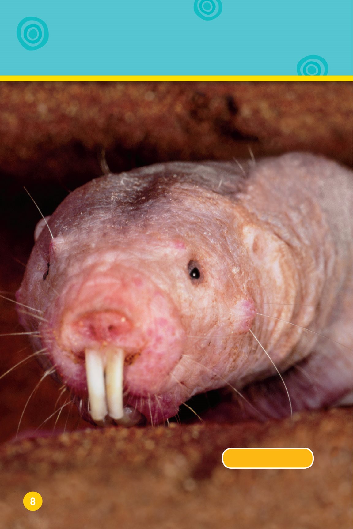 Hair can be odd too naked mole rat hippopotamus Some animals have very - photo 10