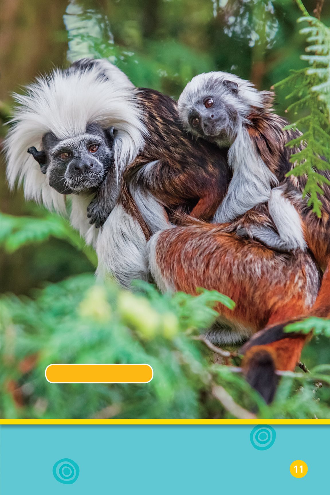 cotton-top tamarins It keeps them safe and warm Sometimes animals have - photo 13