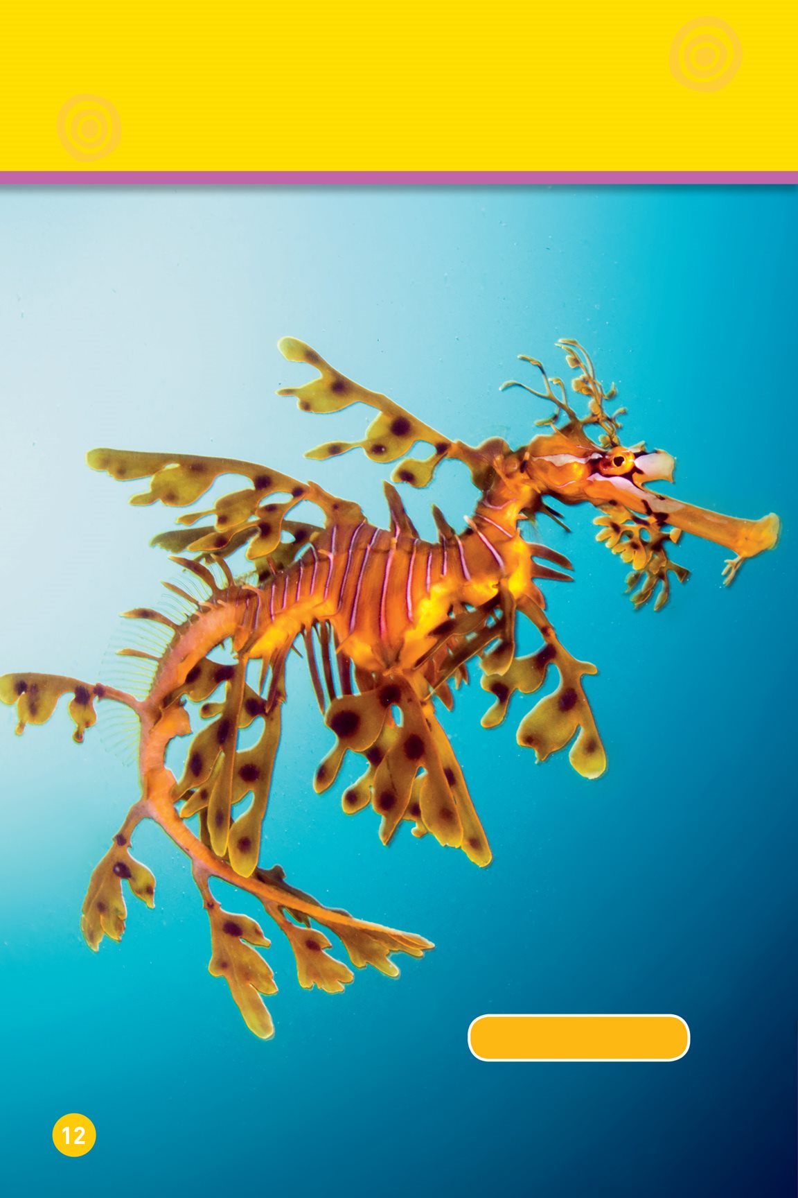 Sometimes animals have an odd shape leafy sea dragon This animals shape - photo 14