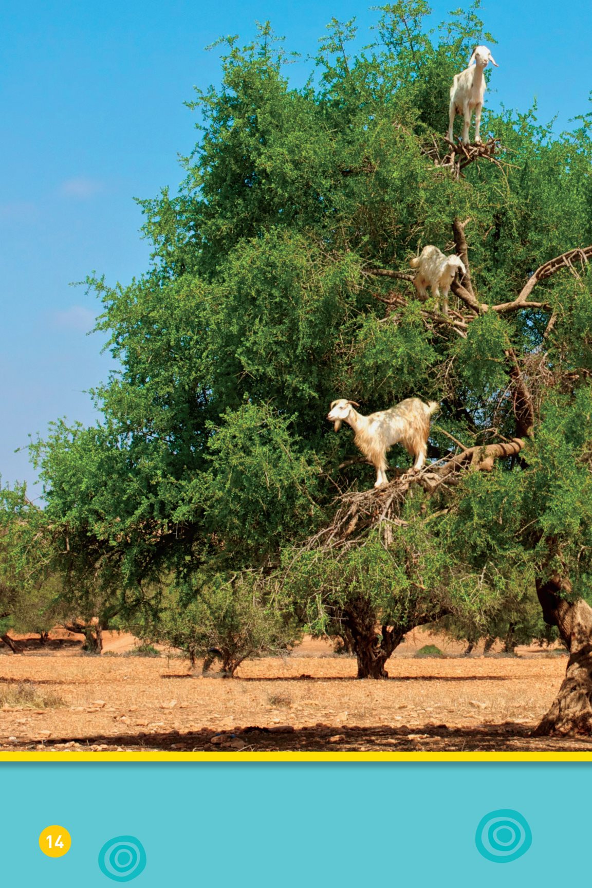 Sometimes animals do odd things Moroccan goats These animals stand in - photo 16