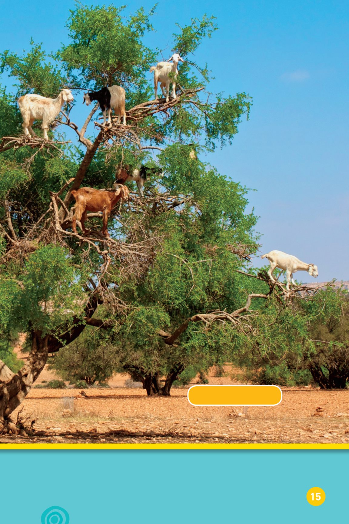 Moroccan goats These animals stand in trees They look for food - photo 17