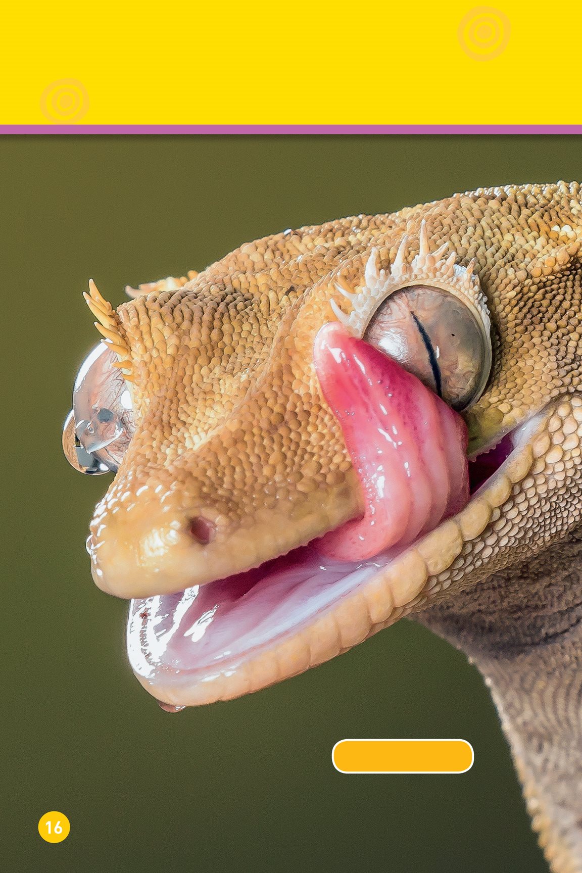 Slurp This animal licks its eyes crested gecko Now they are clean - photo 18