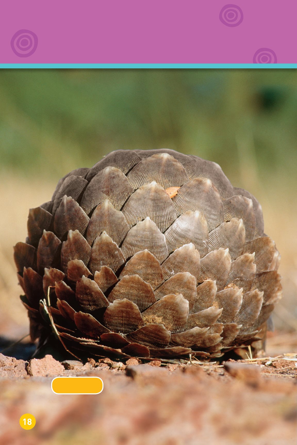 This animal rolls into a ball pangolin Scales protect its body - photo 20