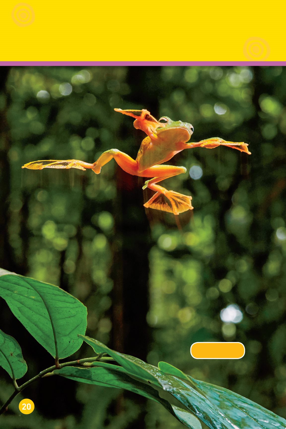 Swoosh This animal glides from tree to tree flying frog It finds a - photo 22