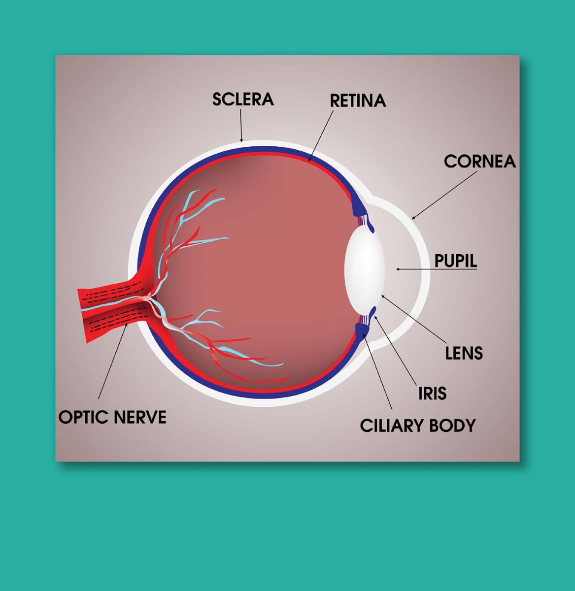 The brain is the only human organ more complex than the eye Bath went to - photo 12