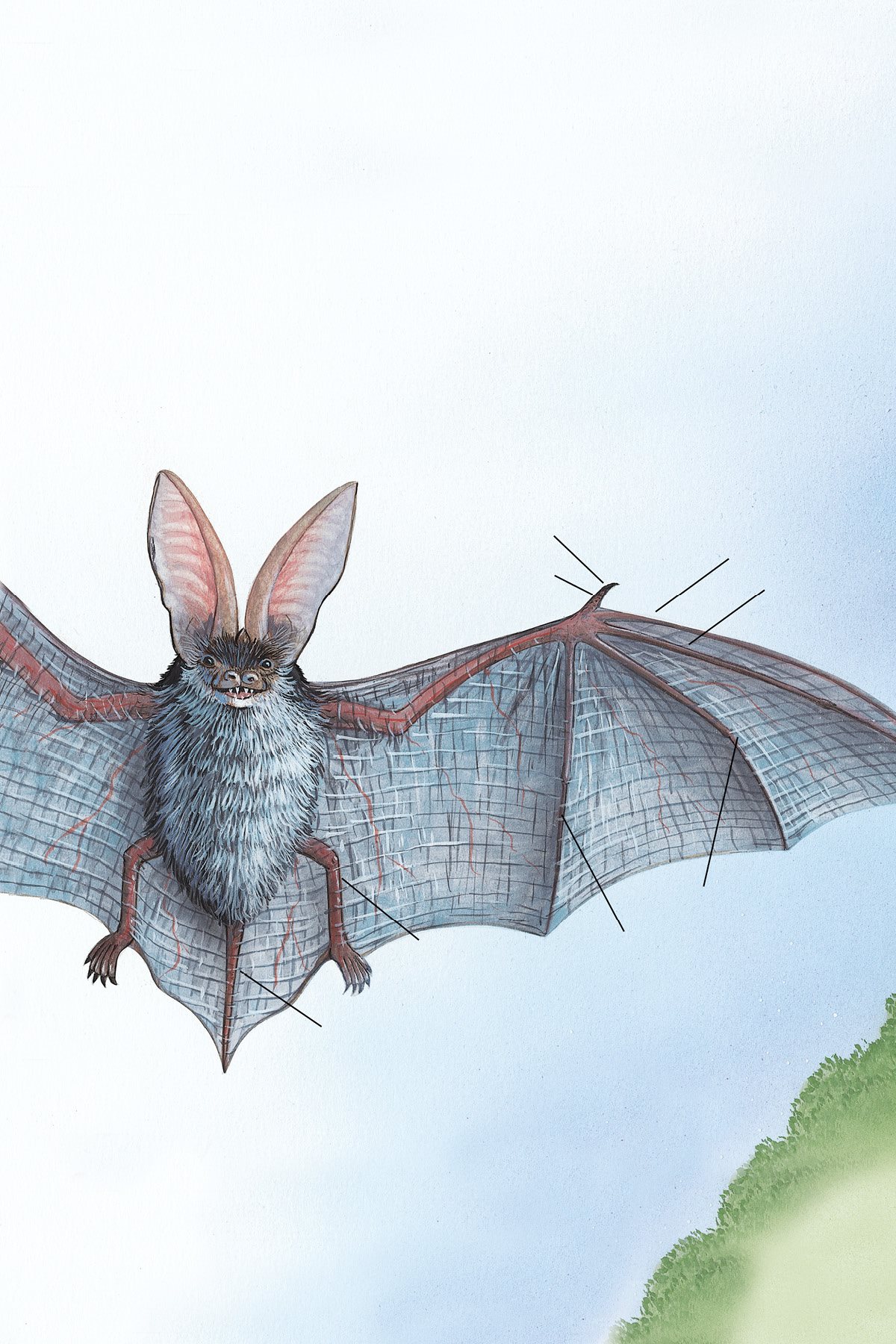 The bat is the only kind of mammal that can fly In fact some bats can only - photo 6