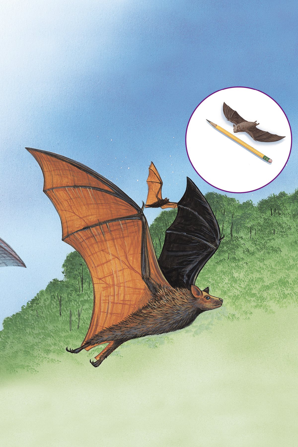 From tip to tip some kinds of bats like Giant Flying Foxes have a wingspan - photo 7