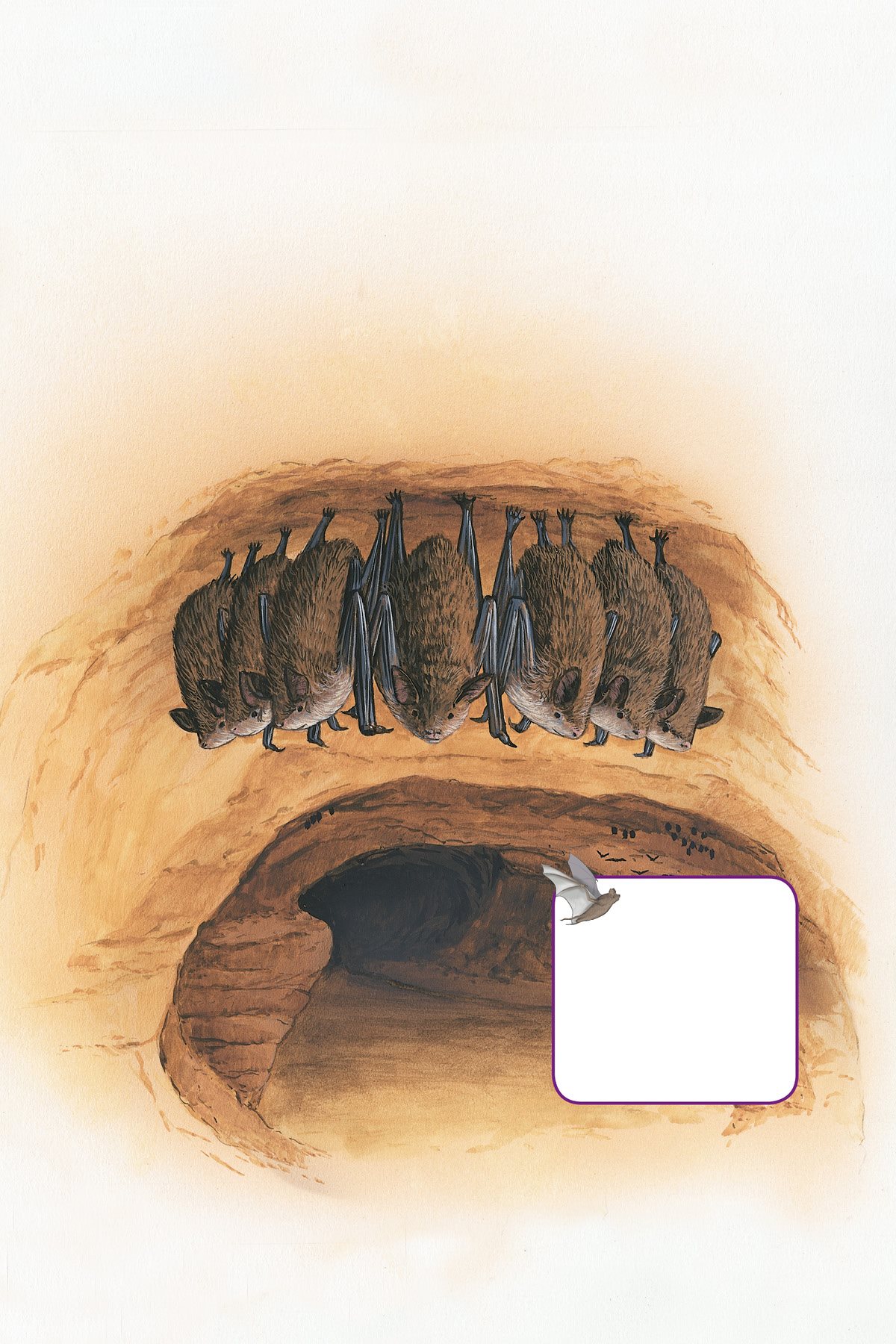 Similar kinds of bats live in groups called colonies The place where the - photo 14