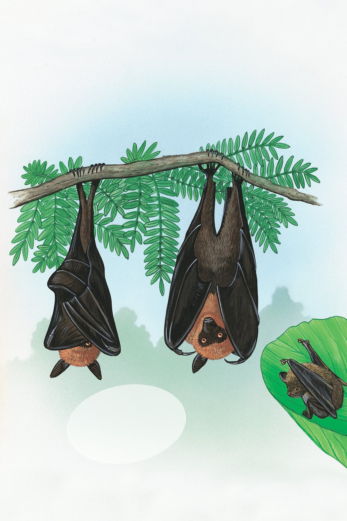 When sleeping in their roosts bats hang upside down The claws on their feet - photo 15