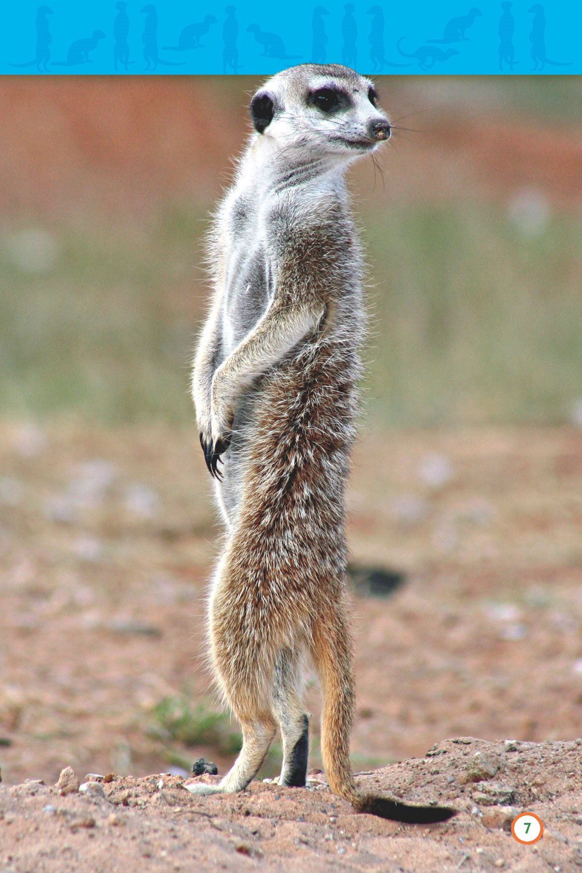 A meerkats home is under the ground It is called - photo 9