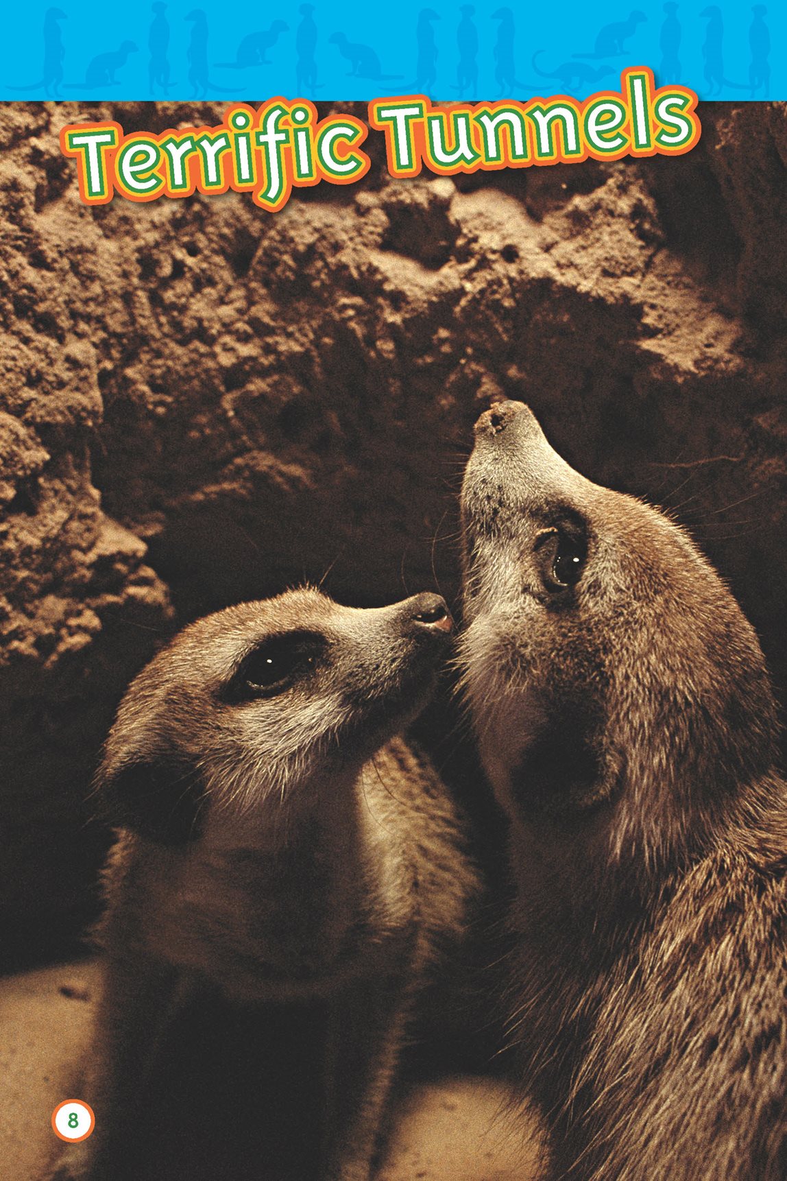 A meerkats home is under the ground It is called a burrow Long tunnels - photo 10