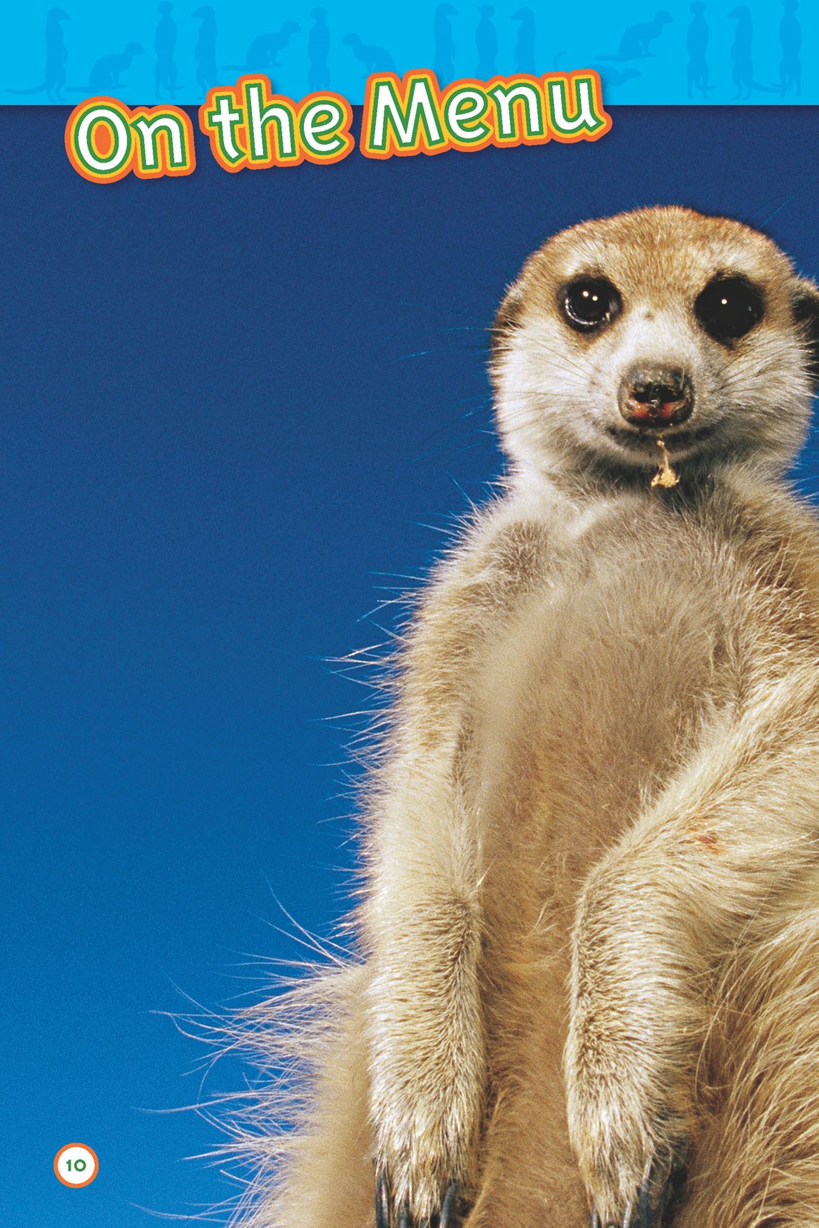 Meerkats eat many things Their favorite foods are beetles and scorpions - photo 12