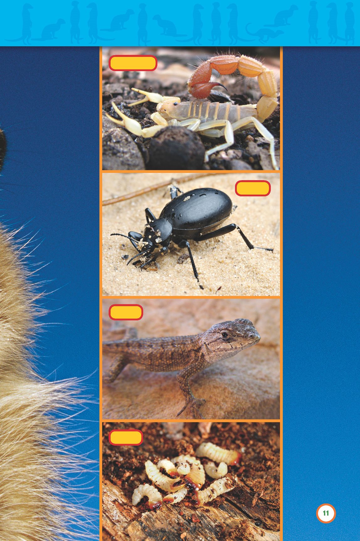 scorpion beetle lizard grubs How do meerkats find most of their - photo 13