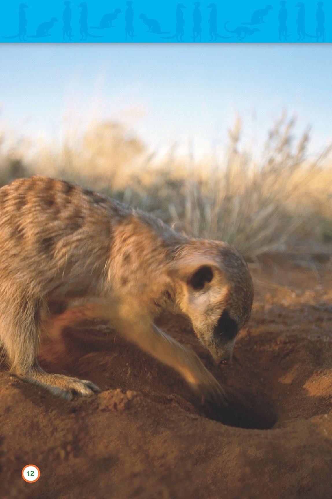 How do meerkats find most of their food They dig for it What makes a - photo 14