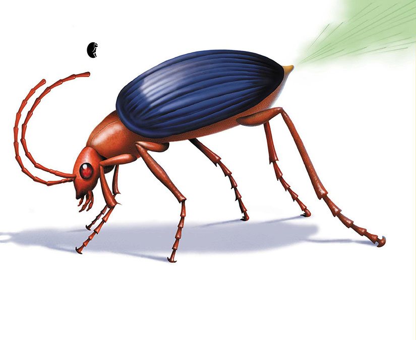 Bb B is for Bombardier Beetle The Bombardier Beetle sprays poison gas to - photo 6