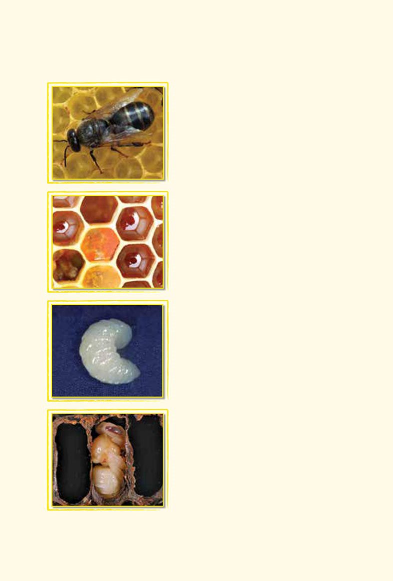 Glossary bee honey larva pupa adult bee buzzes changes cycle eggs flower - photo 21