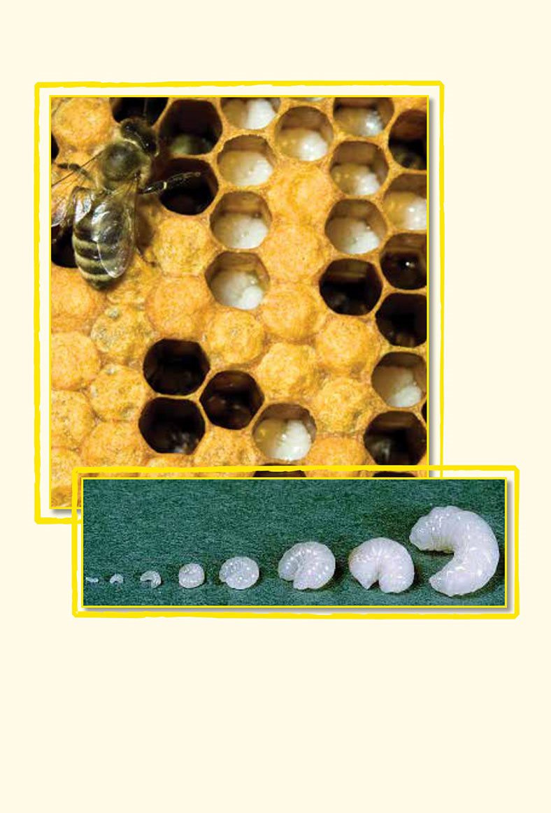 Soon each egg becomes a larva The larva changes into a pupa - photo 9