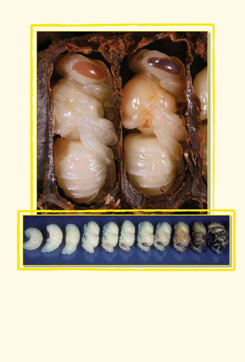 The larva changes into a pupa Then the pupa opens Out comes an - photo 10