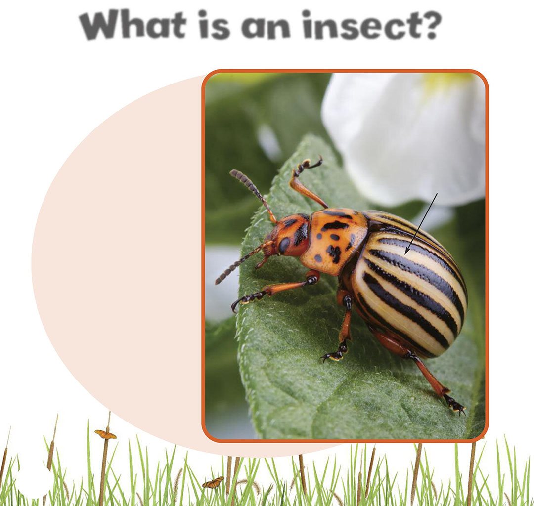 What is an insect An insect is an animal with a hard covering over its - photo 6