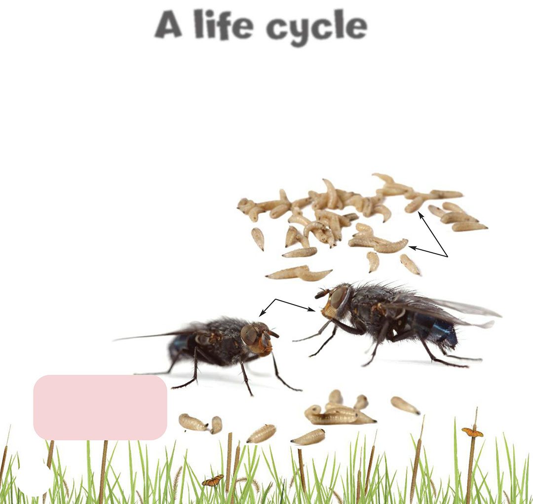 A life cycle Many baby insects look very different than adults Every - photo 8