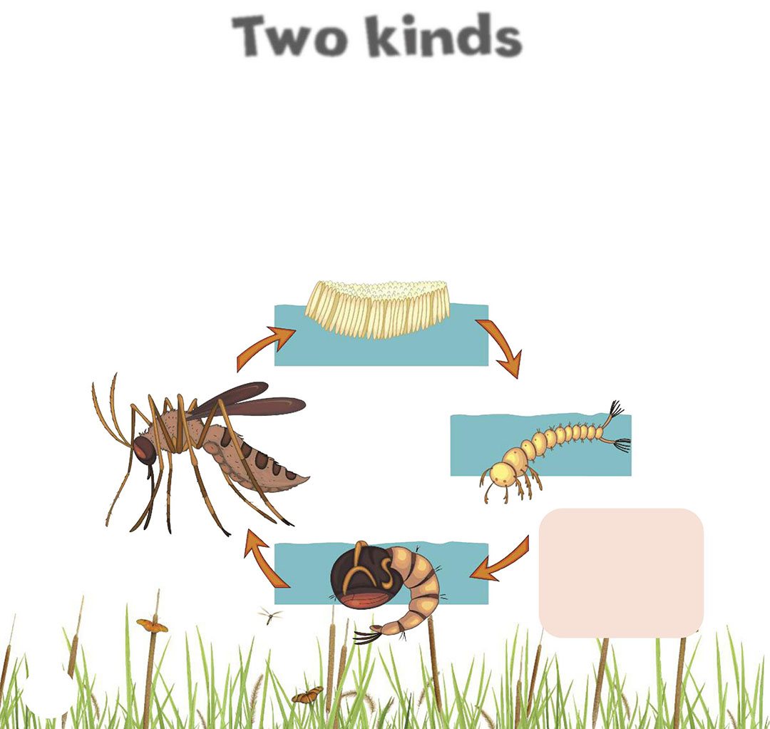 Two kinds There are two kinds of metamorphosis complete metamorphosis and - photo 10