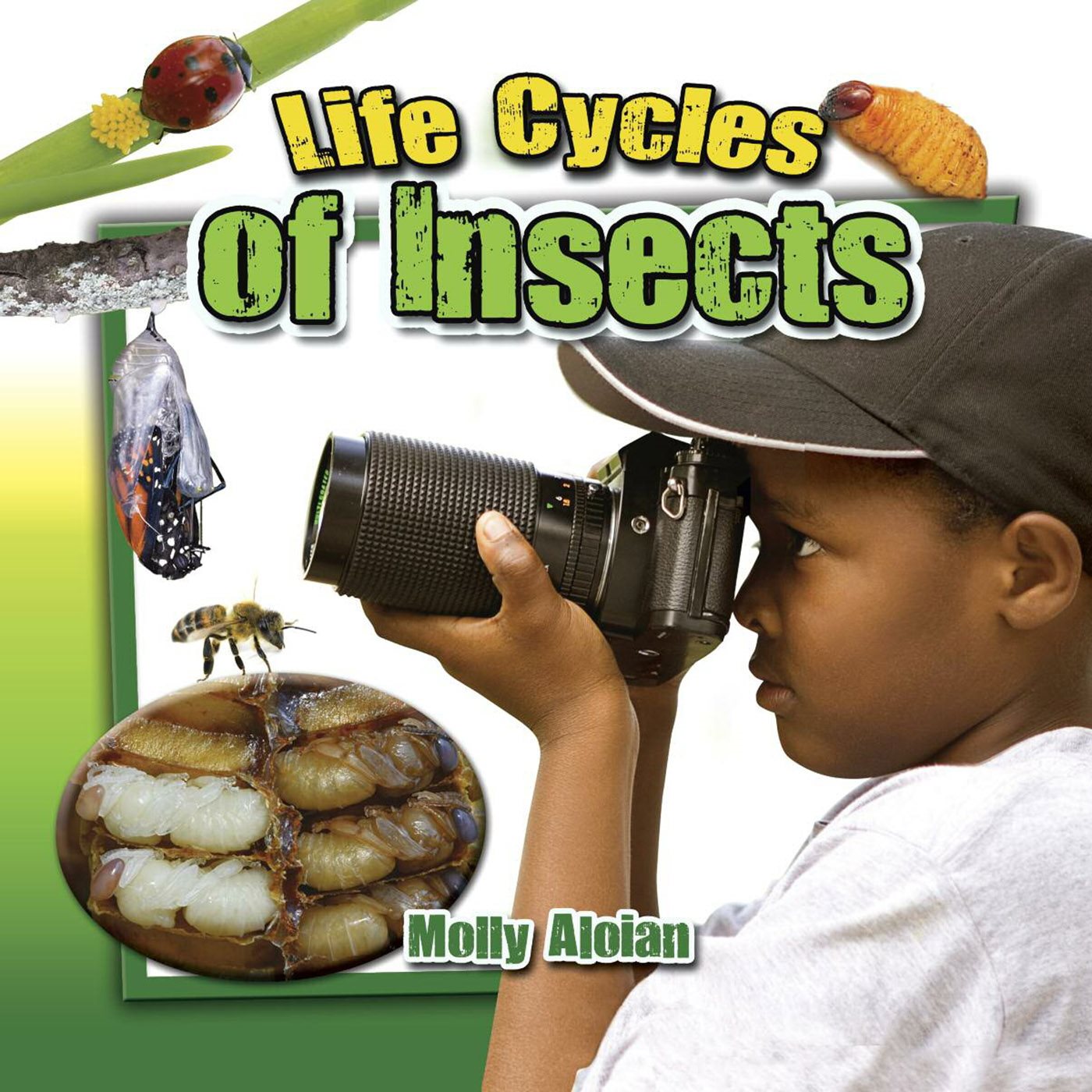 Life Cycles of Insects - image 1