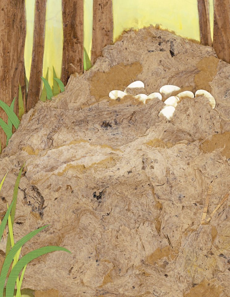 Can you guess what is growing inside these eggs This mound of dirt and - photo 8