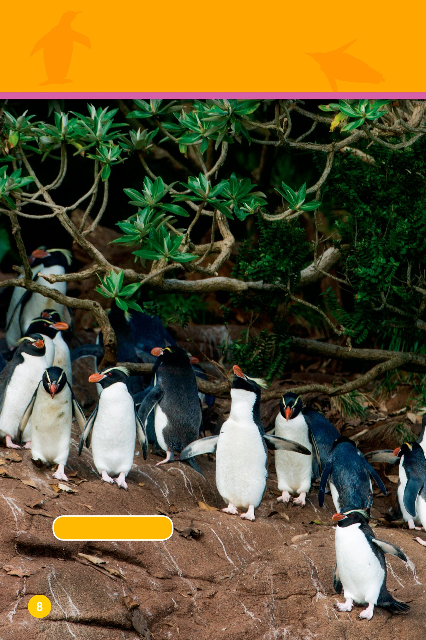 These penguins live in the forest Snares penguins They waddle over tree - photo 10