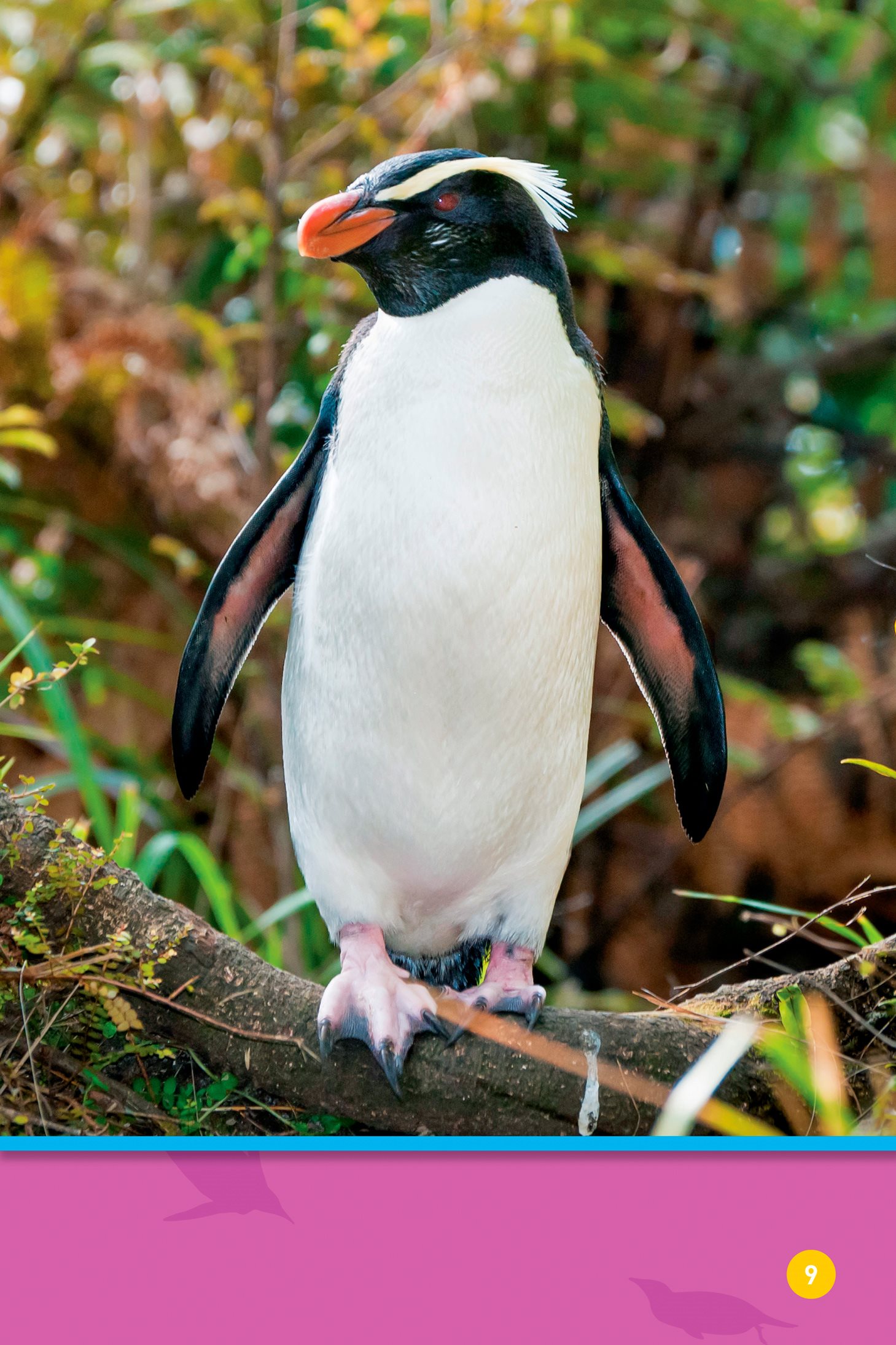 They waddle over tree roots Some kinds of penguins are big emperor - photo 11