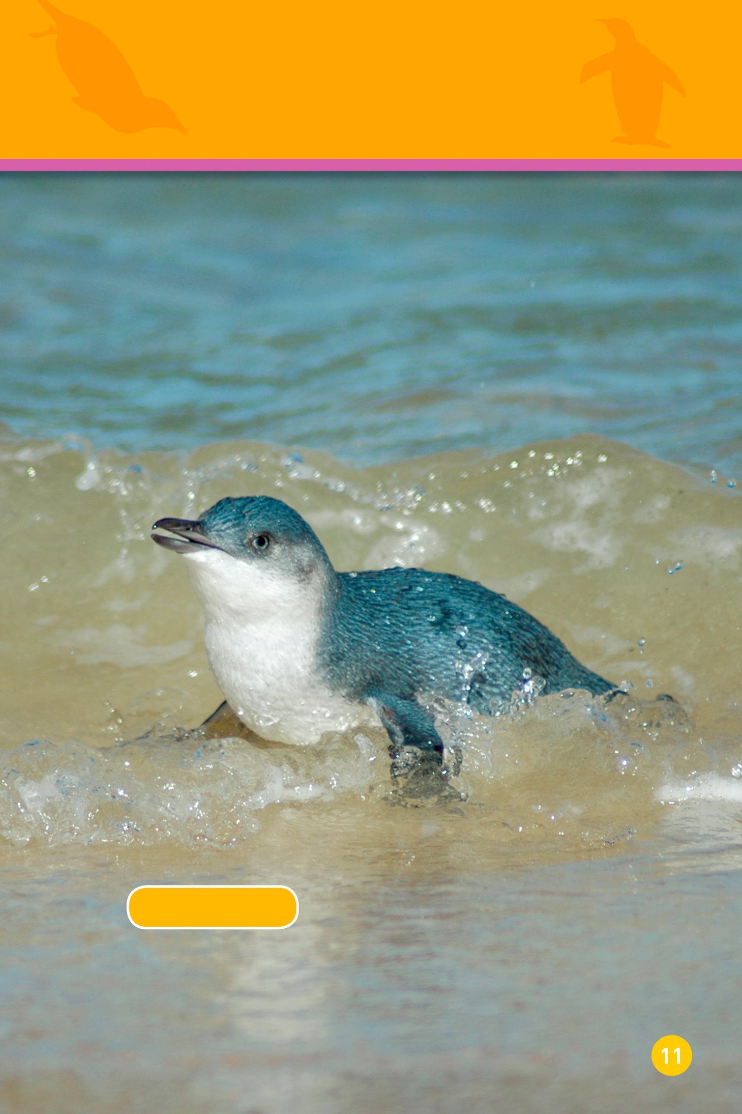 and some are small fairy penguin Some are fancy rockhopper penguin - photo 13