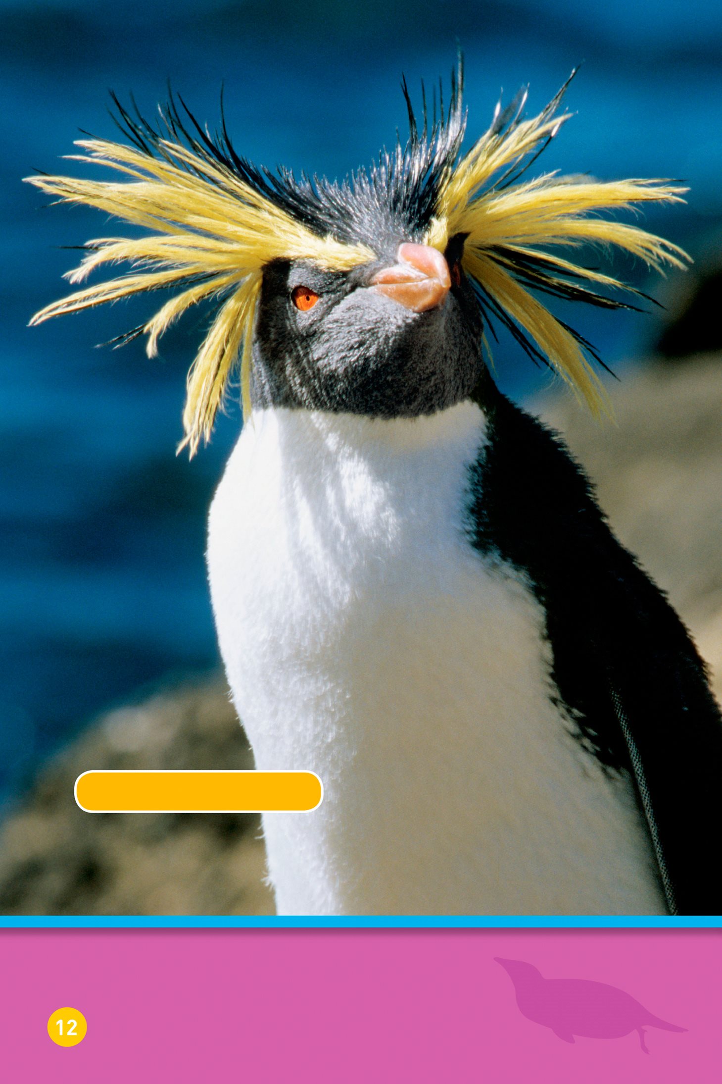 Some are fancy rockhopper penguin and some are plain Adlie penguin - photo 14