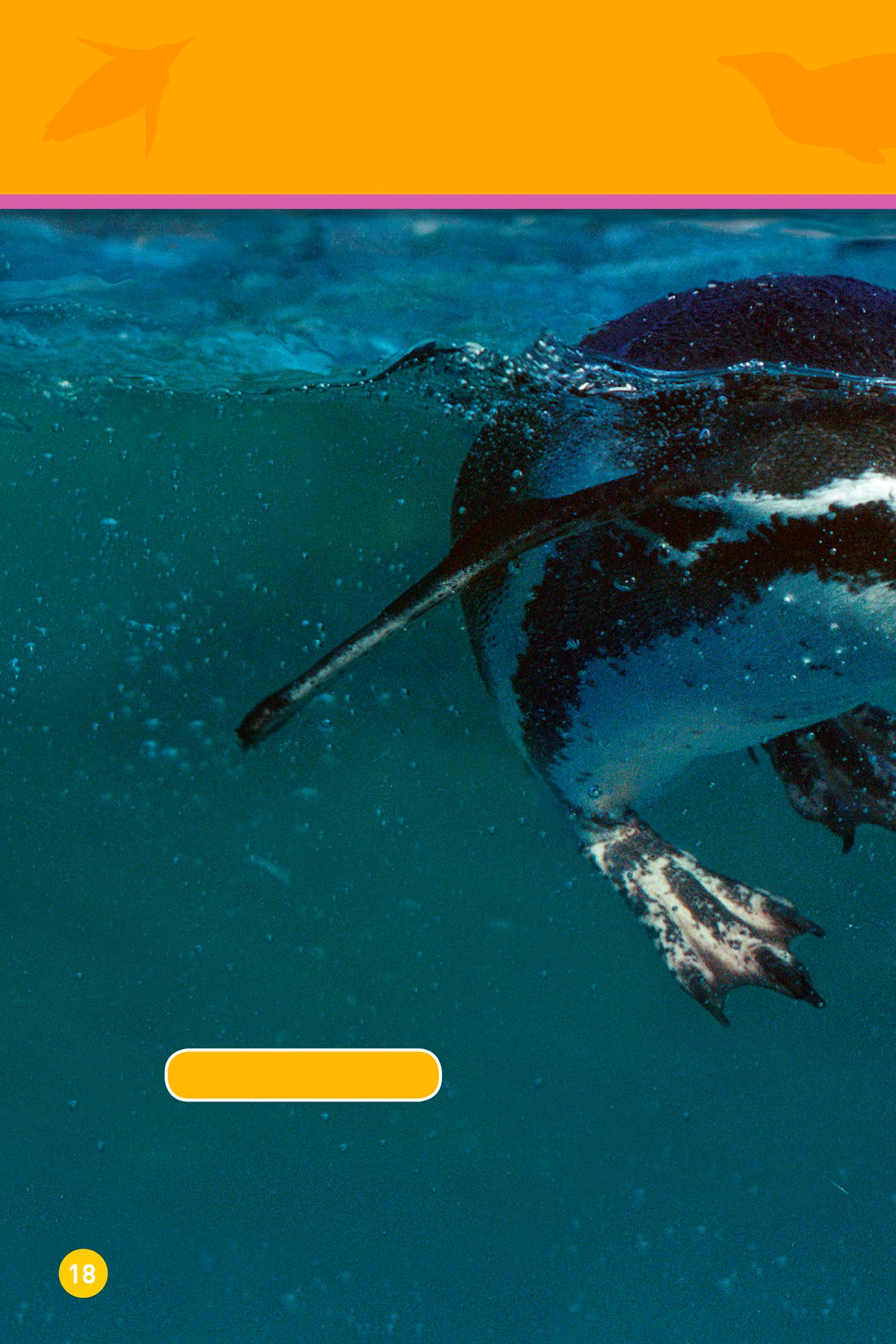 Its time to go fishing Humboldt penguin This penguin gets a yummy fish - photo 20