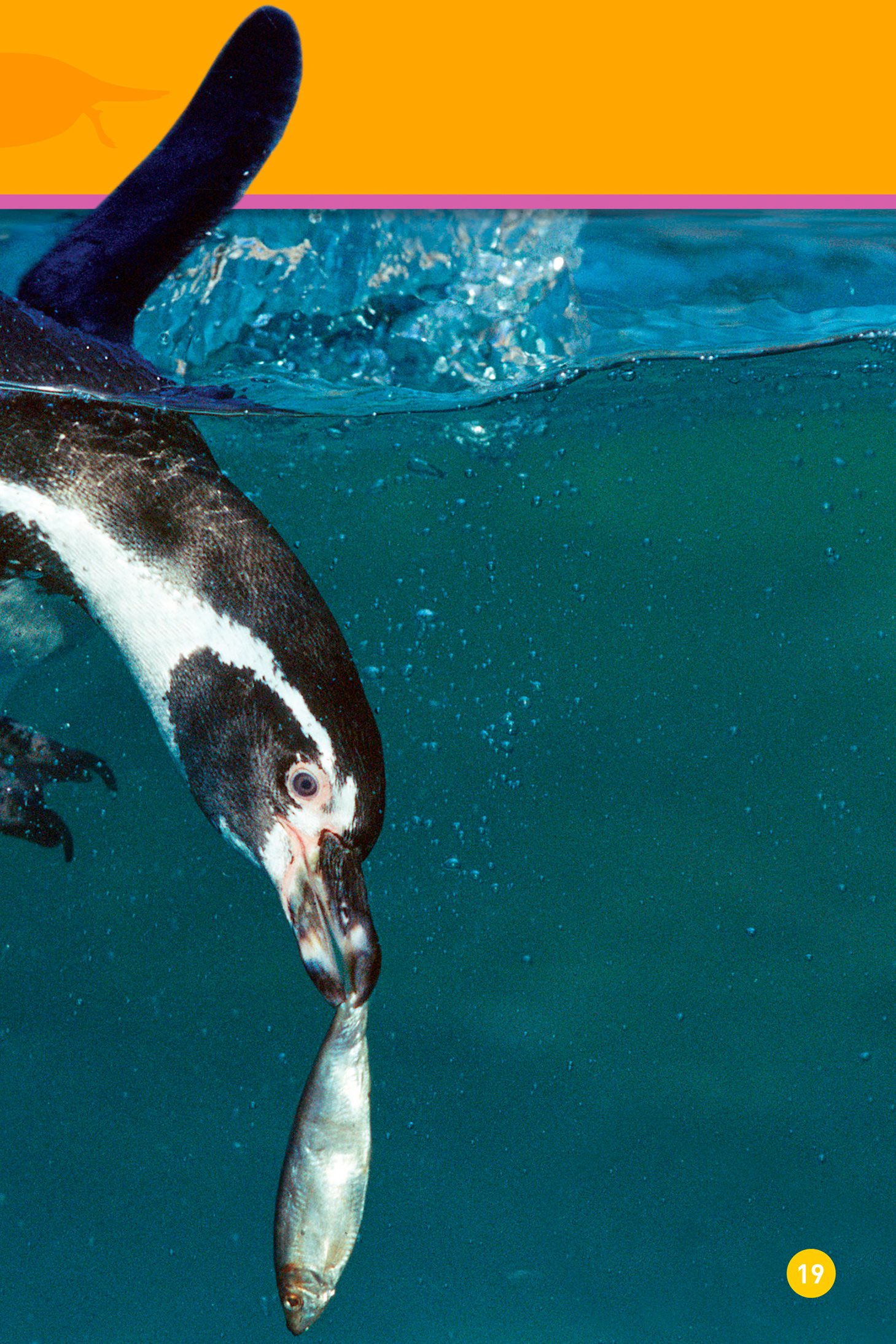 This penguin gets a yummy fish After a swim its time to go back on - photo 21