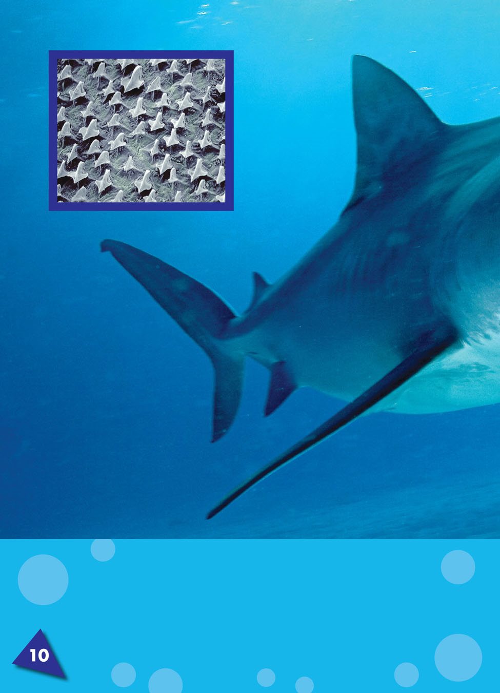 Sharks have tiny scales small pieces of hard skin that cover the body of a - photo 11