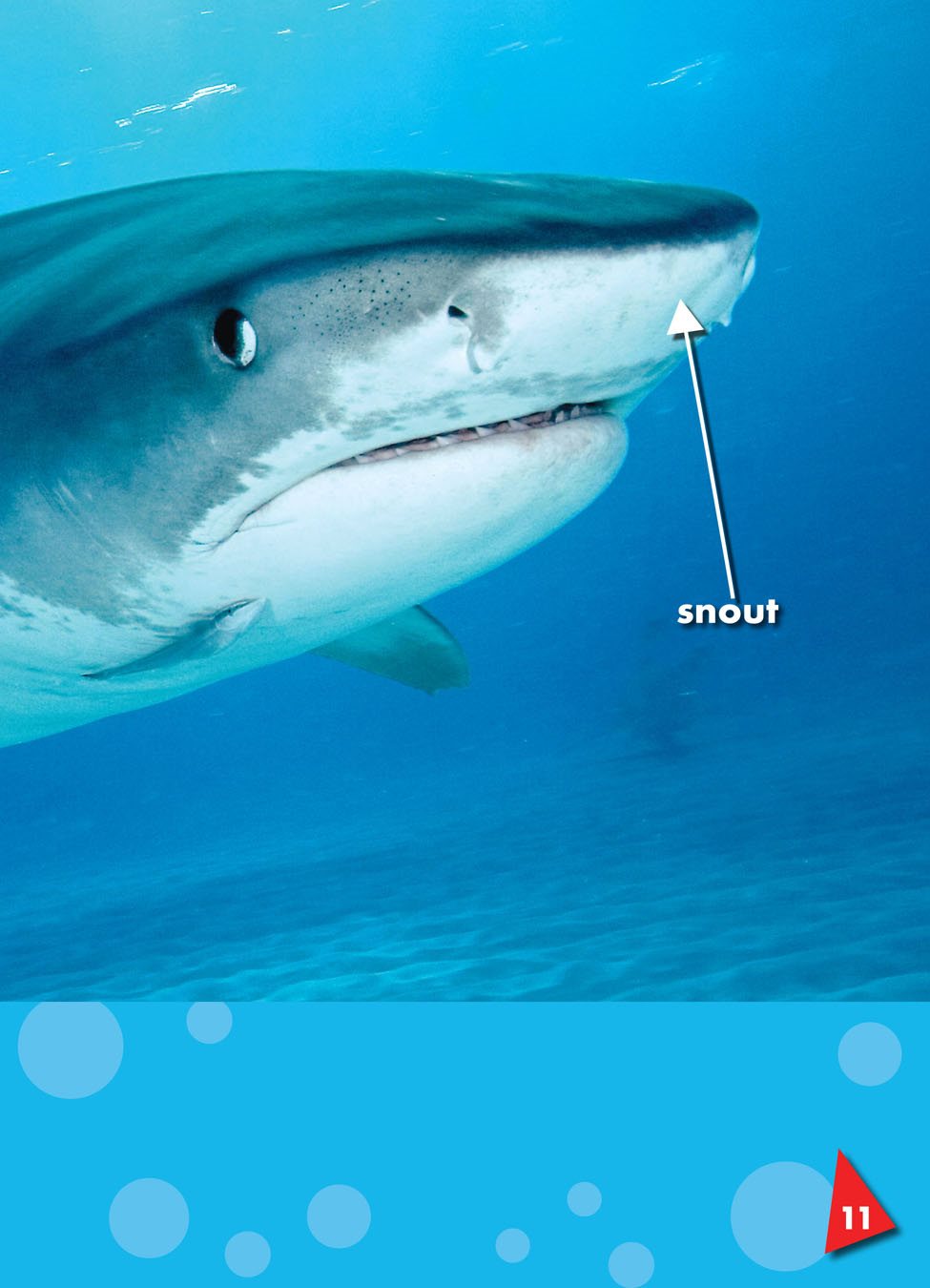 Many sharks have a pointed snout the front part of an animals head that - photo 13