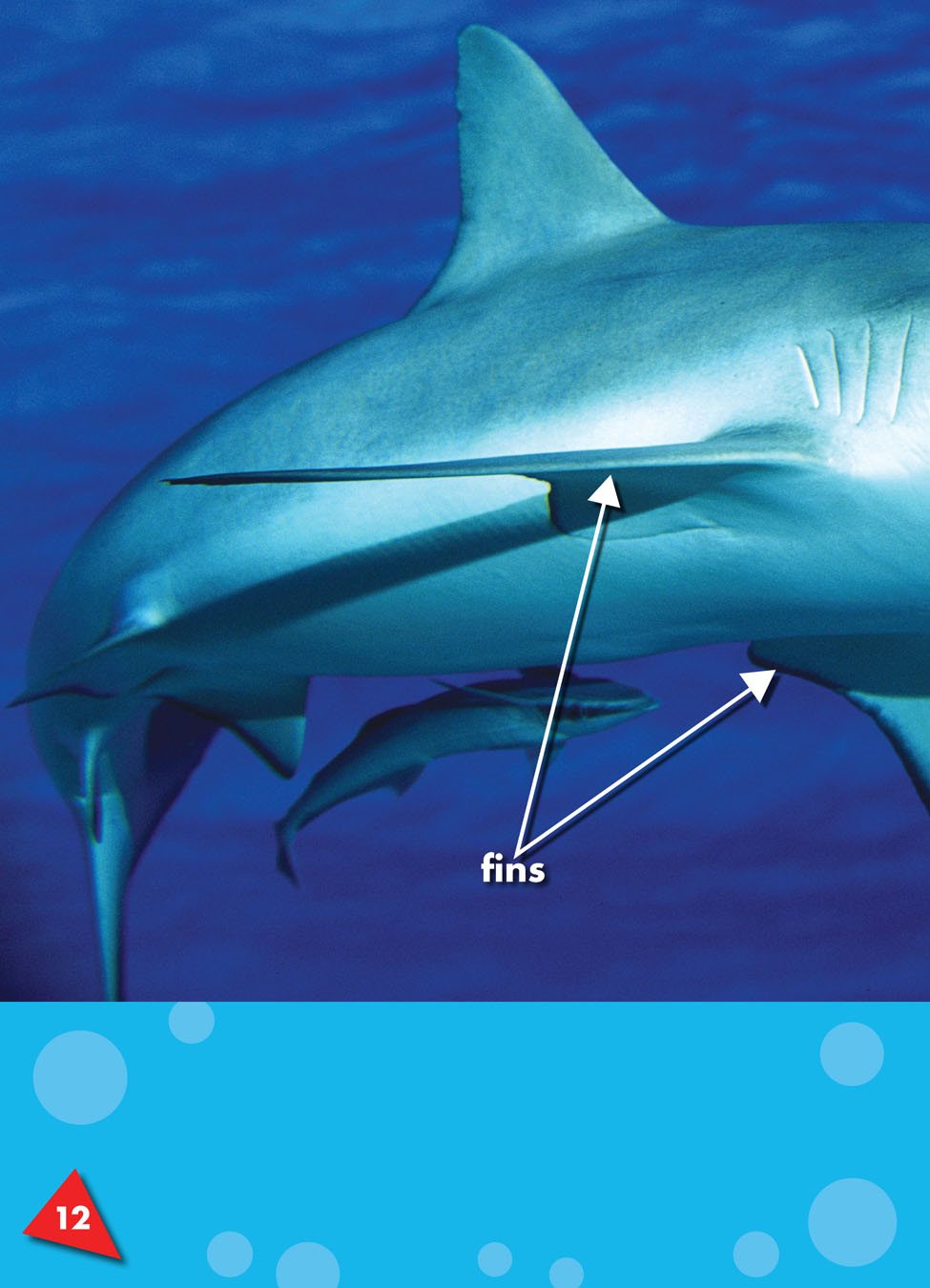 Sharks have fins flaps on a fishs body that are used for moving and steering - photo 15