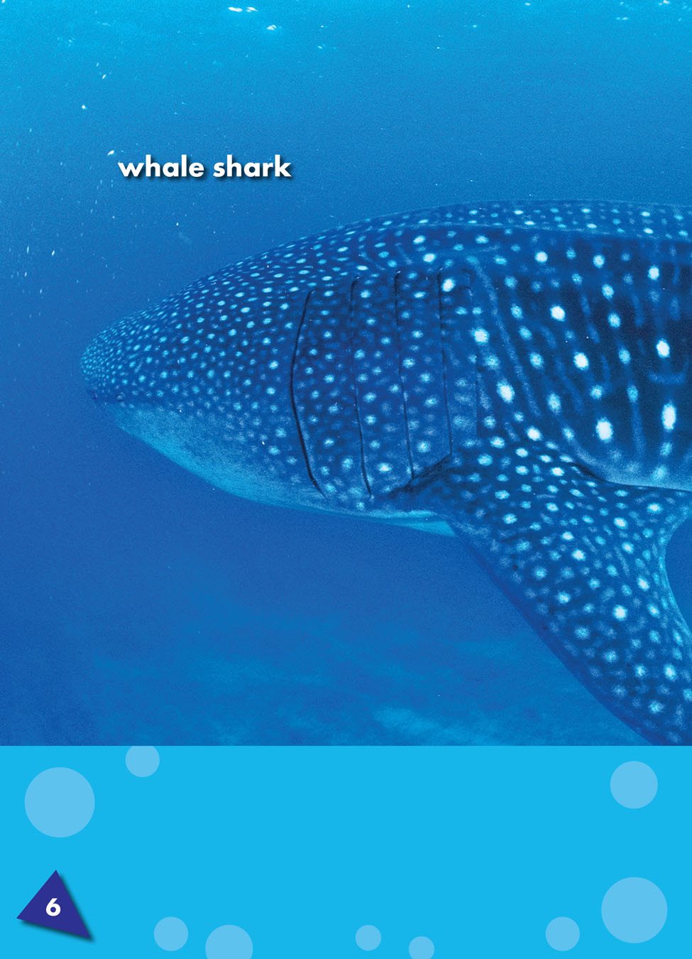 The whale shark is the biggest fish in the ocean It is longer than a bus - photo 6