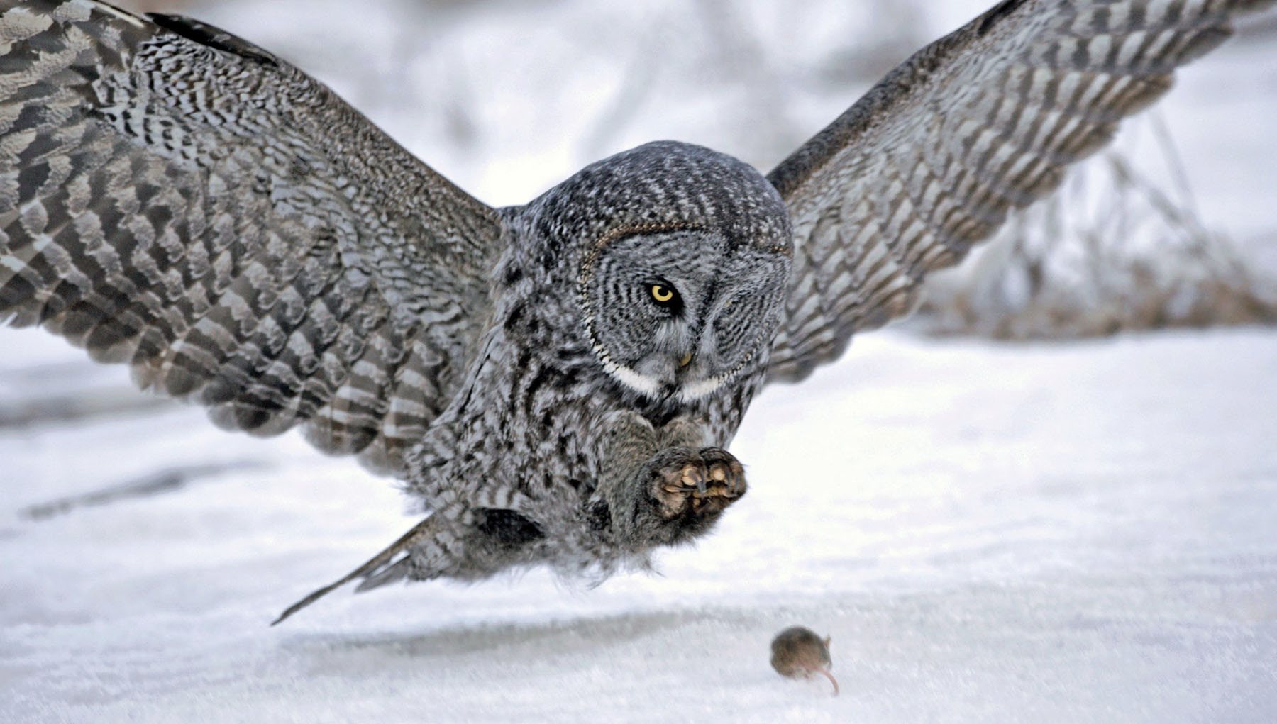 Great Gray Owl - photo 38