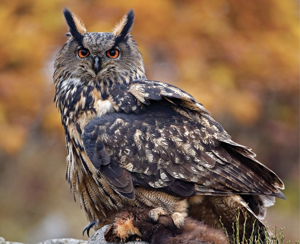 eurasian Eagle Owl - photo 20