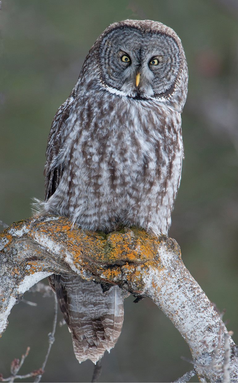 Contents Great Gray Owl eurasian Eagle Owl - photo 17