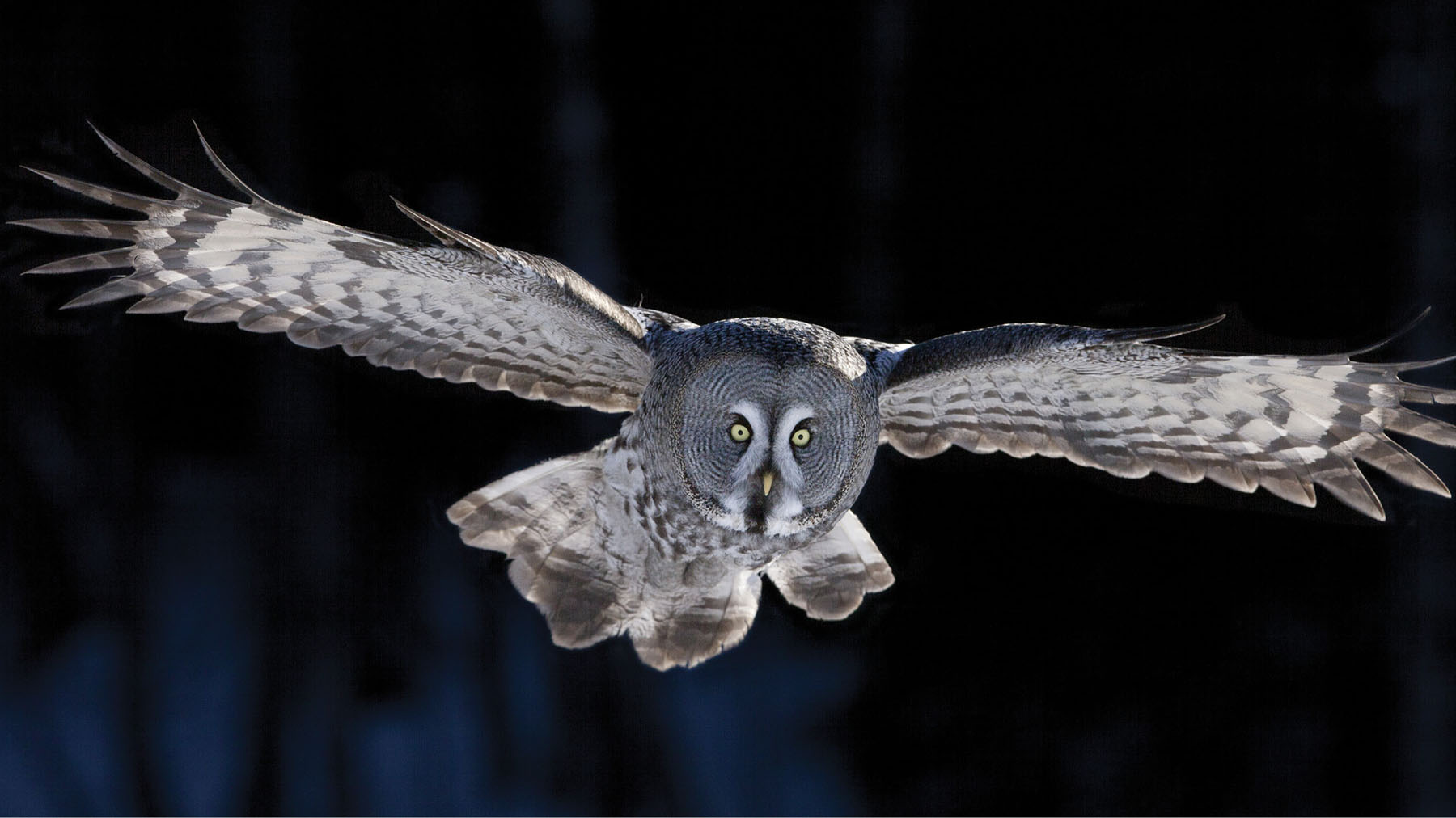 Another reason these owls are top predators is because they fly very quietly - photo 32