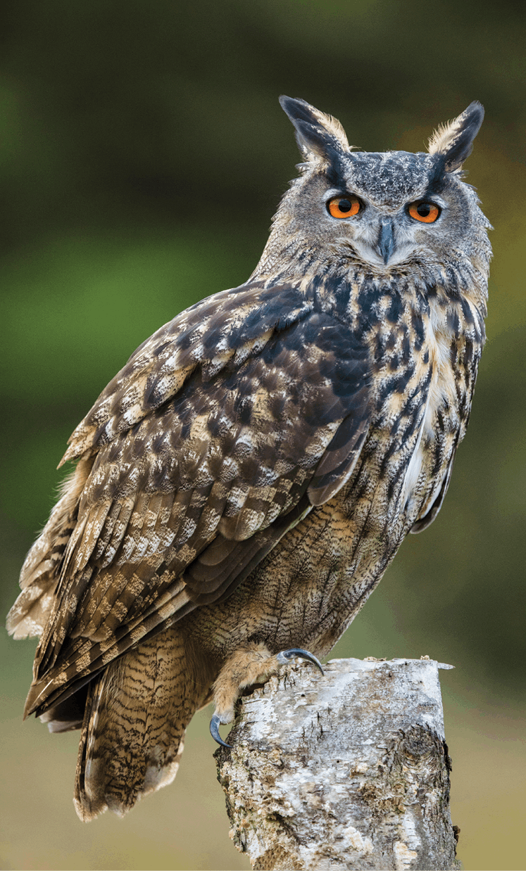 Contents Great Gray Owl eurasian Eagle Owl - photo 16