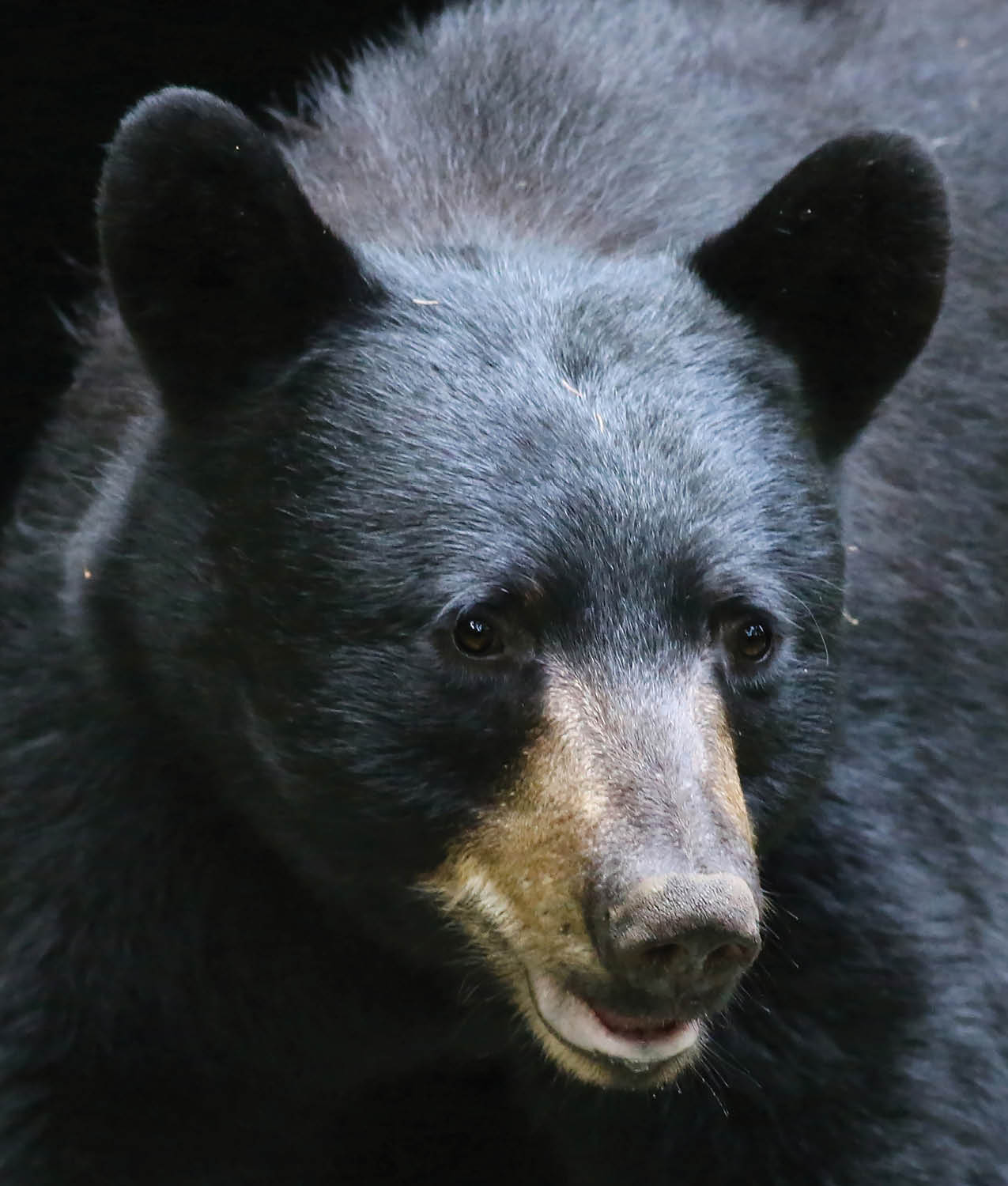 Bears depend on their noses to find a mate and to find food They rub their - photo 10